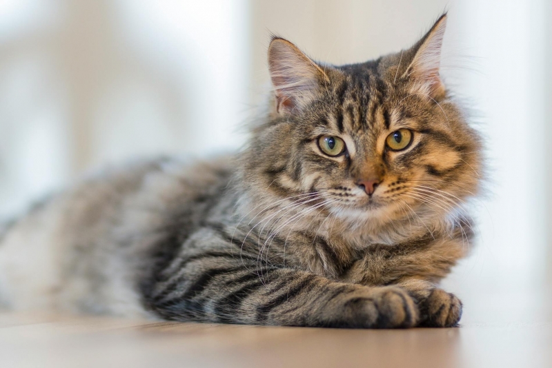 【保存必須】愛犬・愛猫を守る！最新のおすすめペット用床材。
